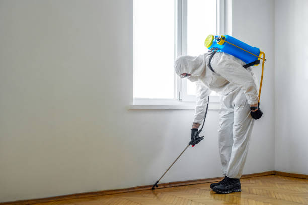 Best Termite Control Services  in Hallsville, MO