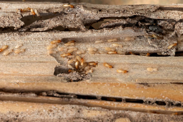 Best Pest Prevention Services  in Hallsville, MO