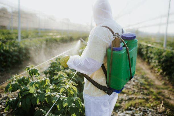 Best Bed Bug Extermination  in Hallsville, MO